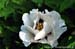 Rockii Peony: WU FA LAN DAI
